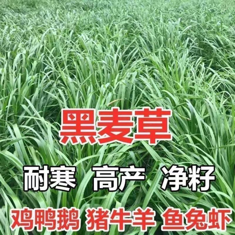 进口耐寒牧草种子多年生黑麦草种子四季常青鸡鸭鹅猪牛羊鱼草