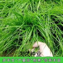 进口耐寒牧草种子多年生黑麦草种子四季常青鸡鸭鹅猪牛羊鱼草