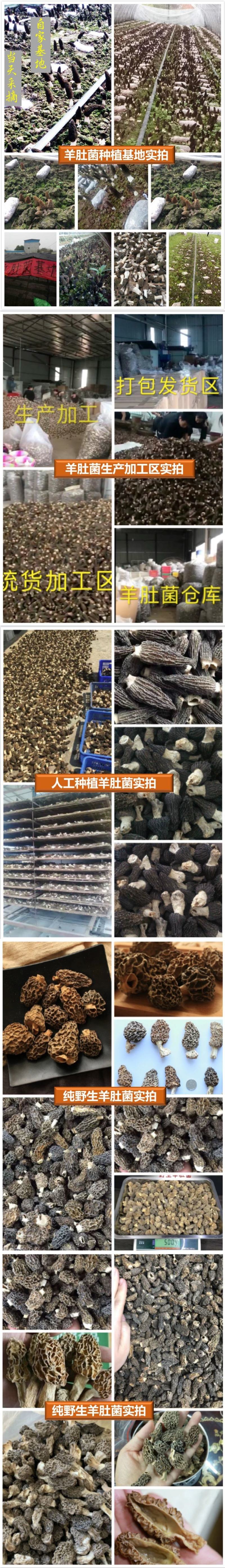 羊肚菌干货批发蘑菇散装足干菌汤包用头茬剪柄食用菌食材河南