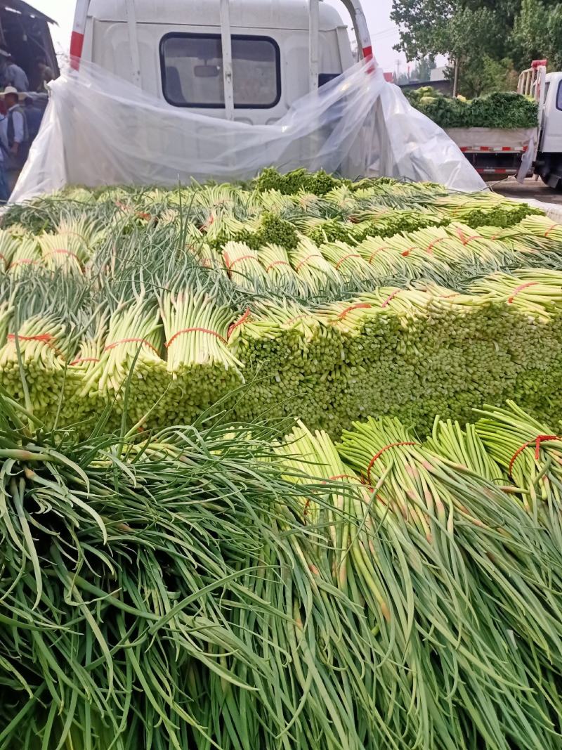 【精品蒜苔】山东蒜苔，代发货山东蒜苔，平邑蒜苔，长度30