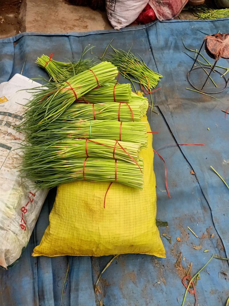 【精品蒜苔】山东蒜苔，代发货山东蒜苔，平邑蒜苔，长度30