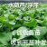 水葫芦