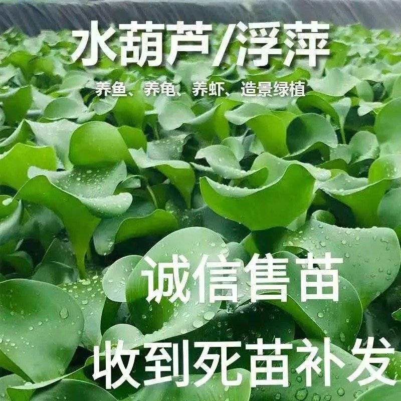 水葫芦
