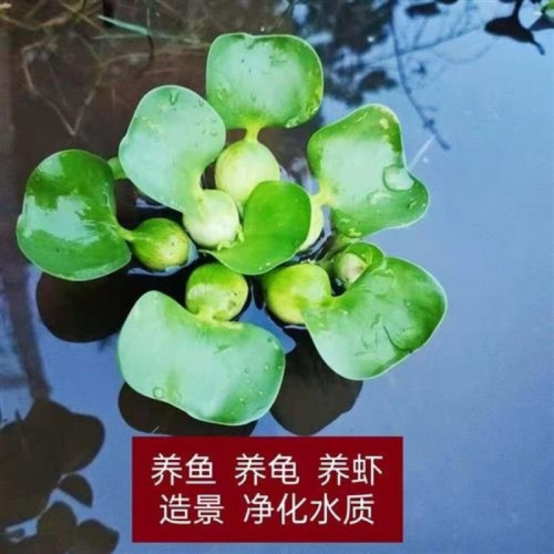 水葫芦