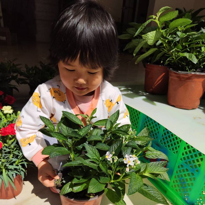 云南石林人生果圆果盆栽大苗带花石林直发1盆起顺丰包邮