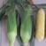 双色水果玉米种子双色黄白相间超甜多汁金银水果玉米种子