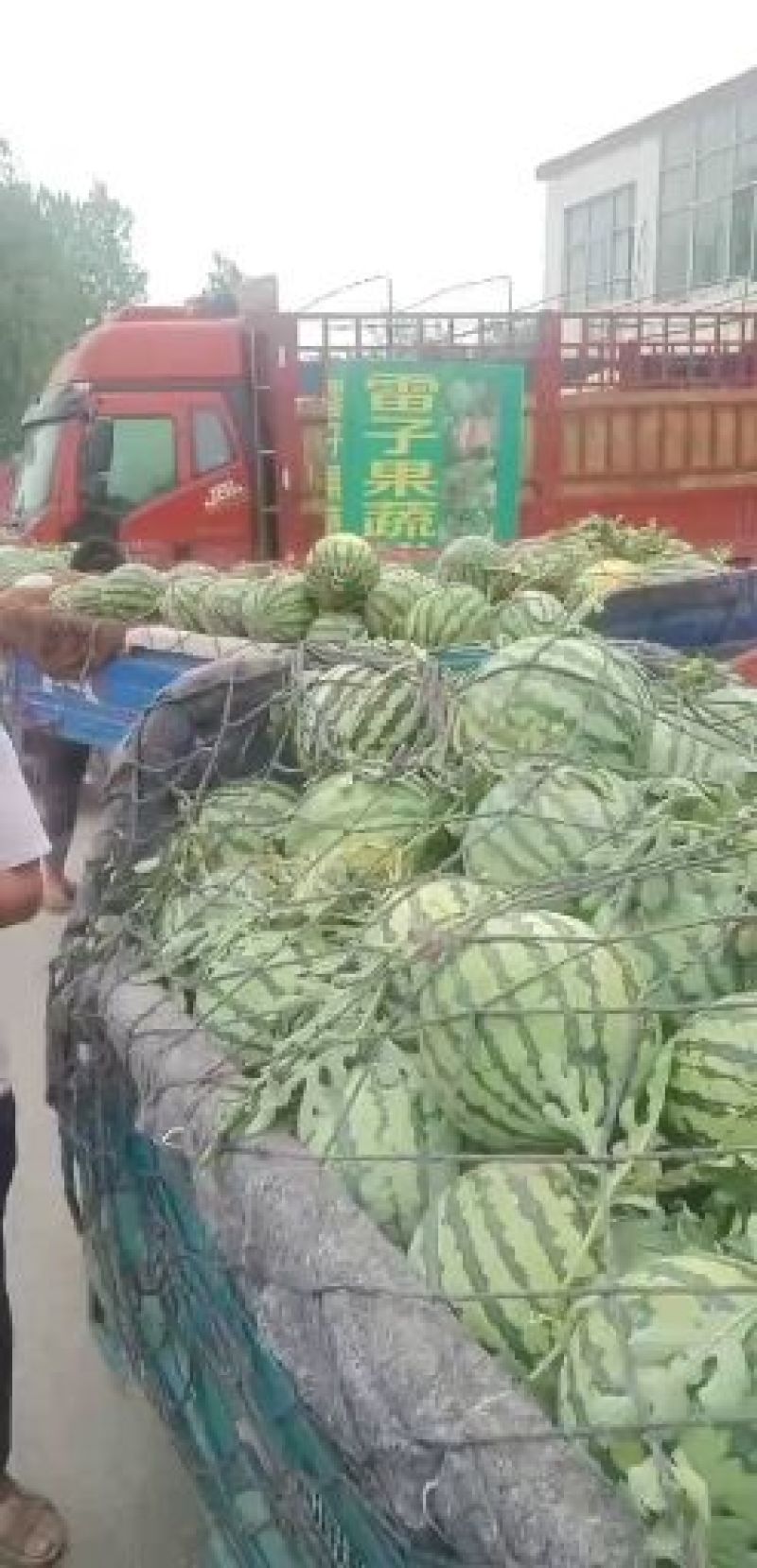 河南夏邑西瓜麒麟美都8424西瓜直播苗，头茬，