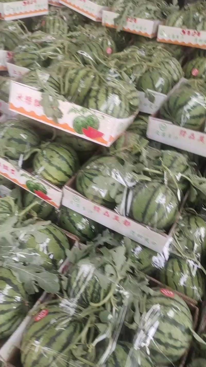 河南夏邑西瓜麒麟美都8424西瓜直播苗，头茬，