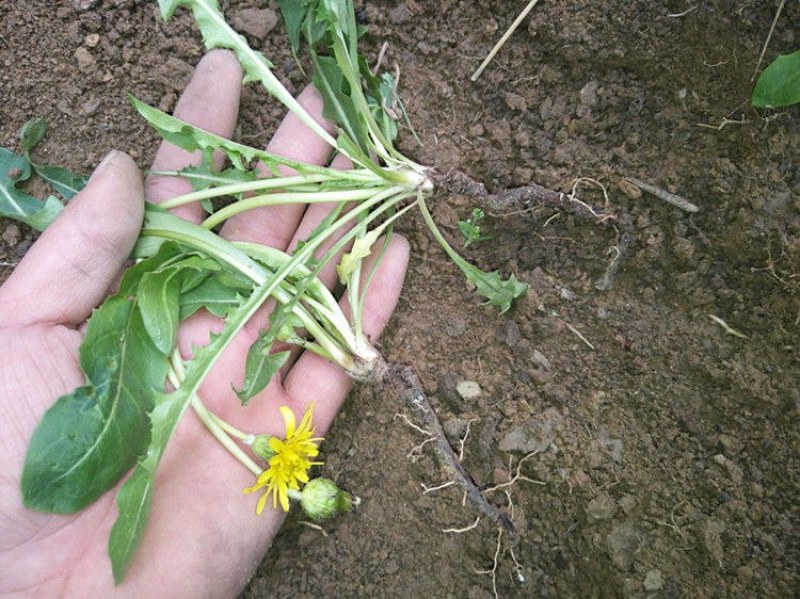 野生蒲公英天然整棵带根干的特级蒲公英茶婆婆丁新货沂蒙山