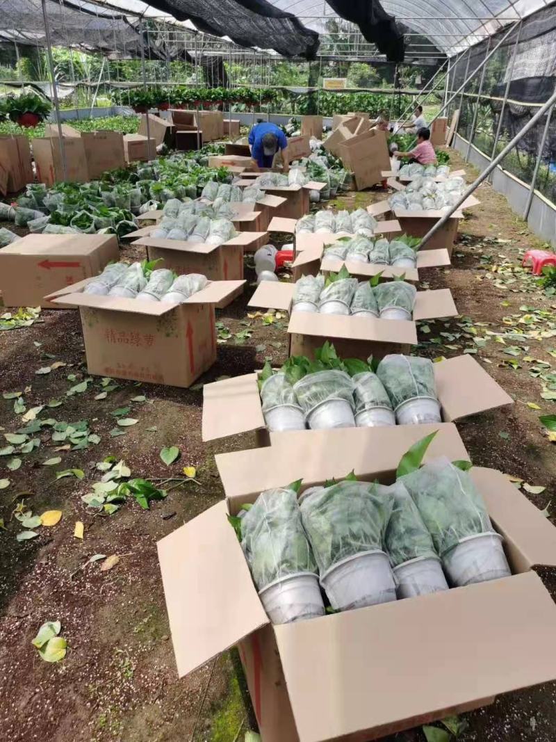 【精品绿萝】除甲醛净化空气室内植物水培支持社区团购