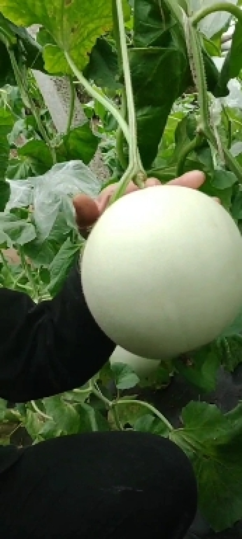 冰激凌玉菇甜瓜，大量供应，一手货源，对接各商超平台