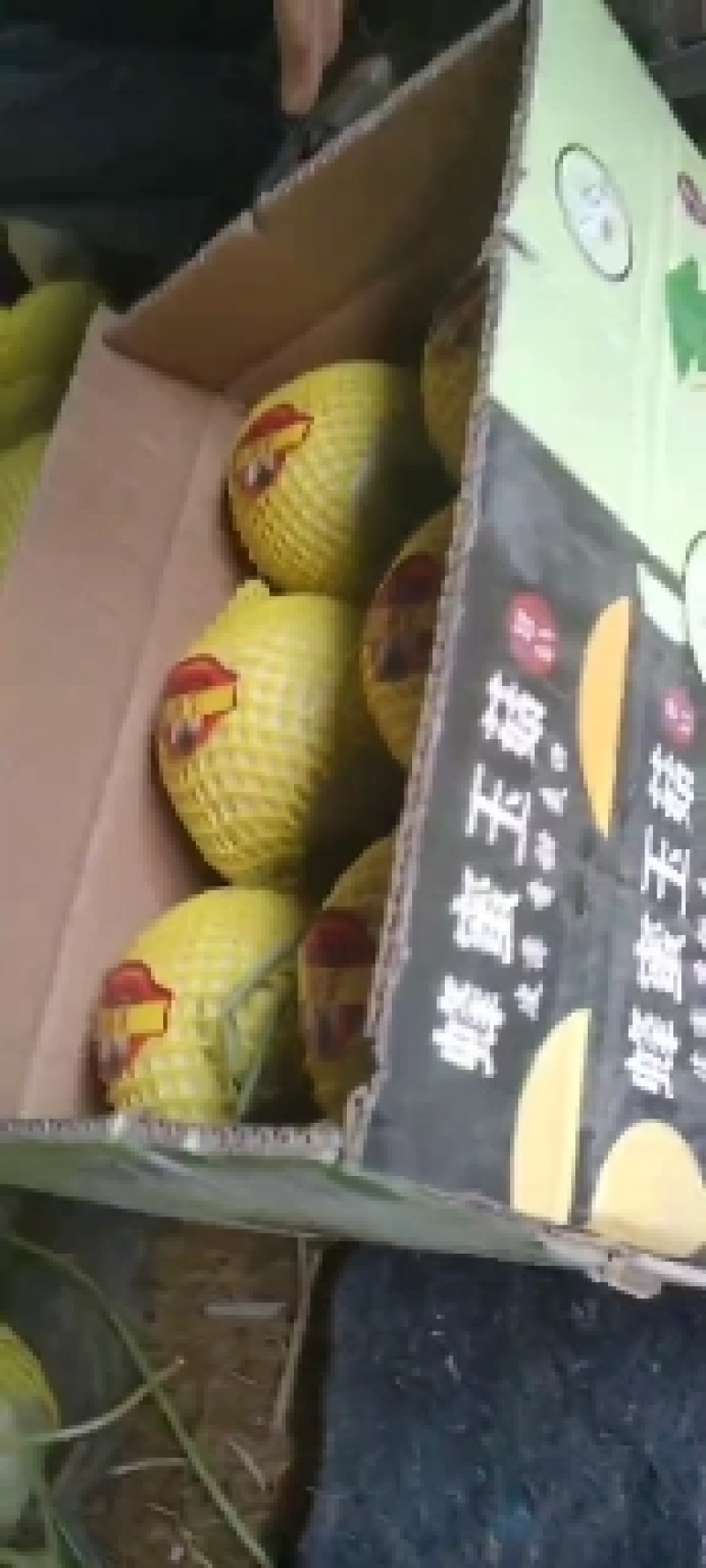 冰激凌玉菇甜瓜，大量供应，一手货源，对接各商超平台