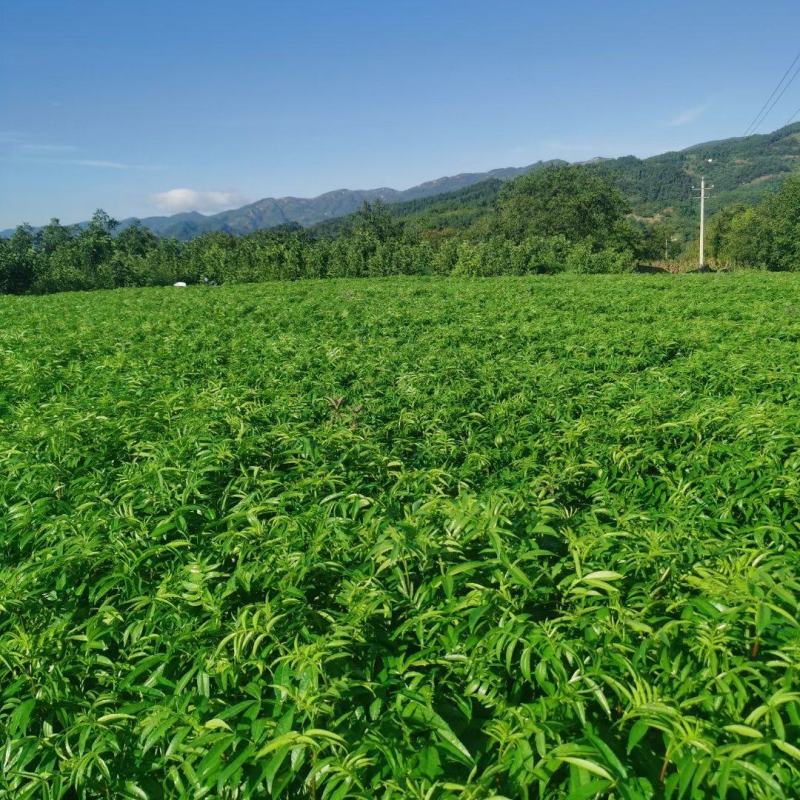 九叶青花椒苗青花椒苗。品种保证质量保证技术指导证照提供