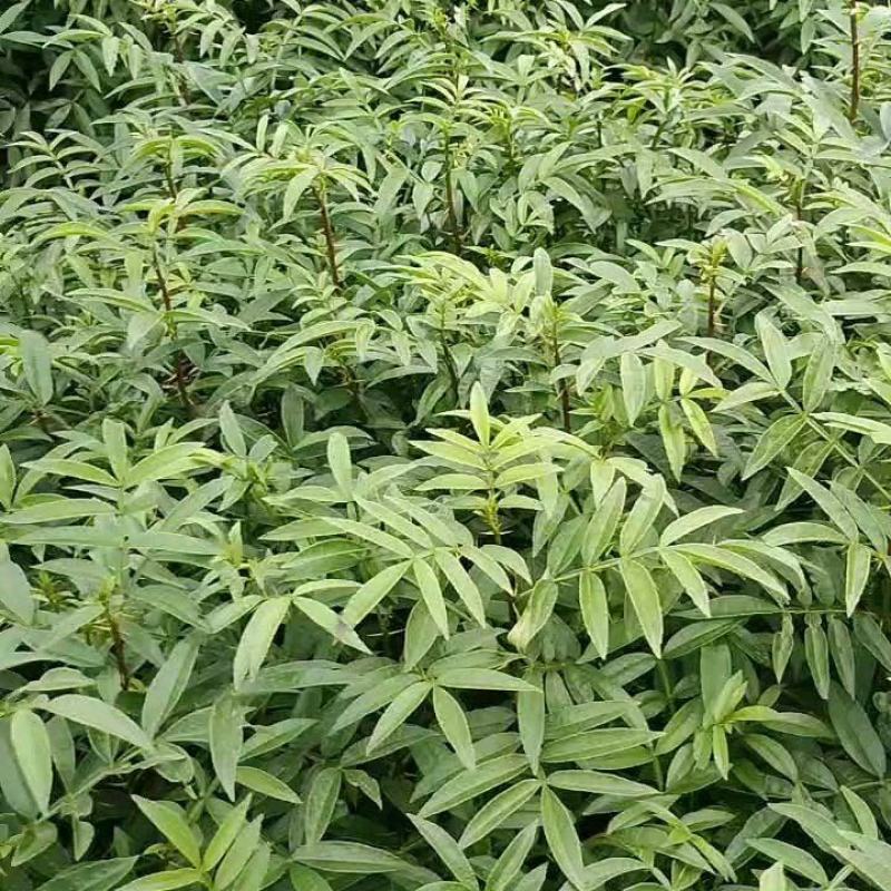 九叶青花椒苗青花椒苗。品种保证质量保证技术指导证照提供