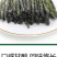 海南正宗大叶苦丁特级新茶非减云南贵州苦丁茶叶肥大肚腩批发