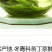 海南正宗大叶苦丁特级新茶非减云南贵州苦丁茶叶肥大肚腩批发