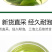 海南正宗大叶苦丁特级新茶非减云南贵州苦丁茶叶肥大肚腩批发