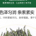 海南正宗大叶苦丁特级新茶非减云南贵州苦丁茶叶肥大肚腩批发