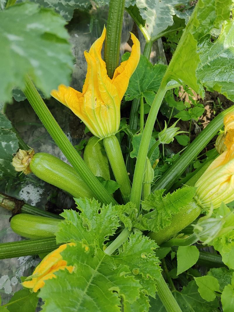 有机肥花生枯种植的西葫芦