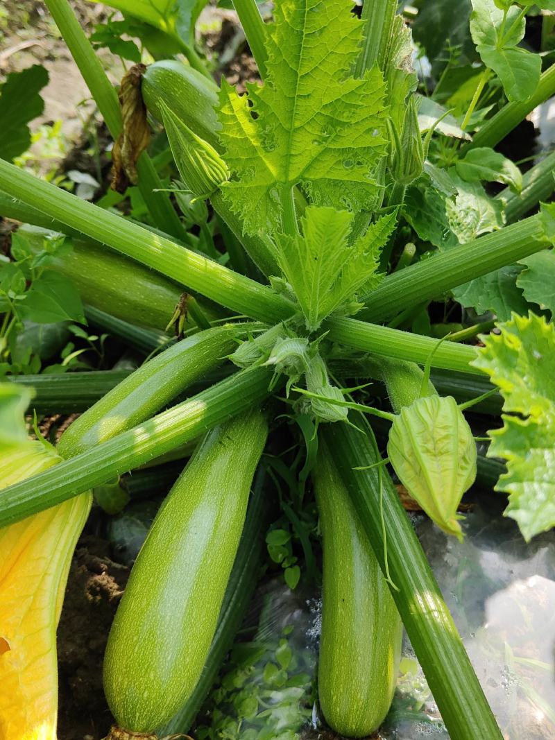 有机肥花生枯种植的西葫芦