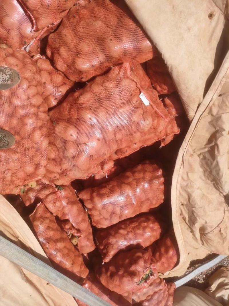 有点冒芽了，低价处理，