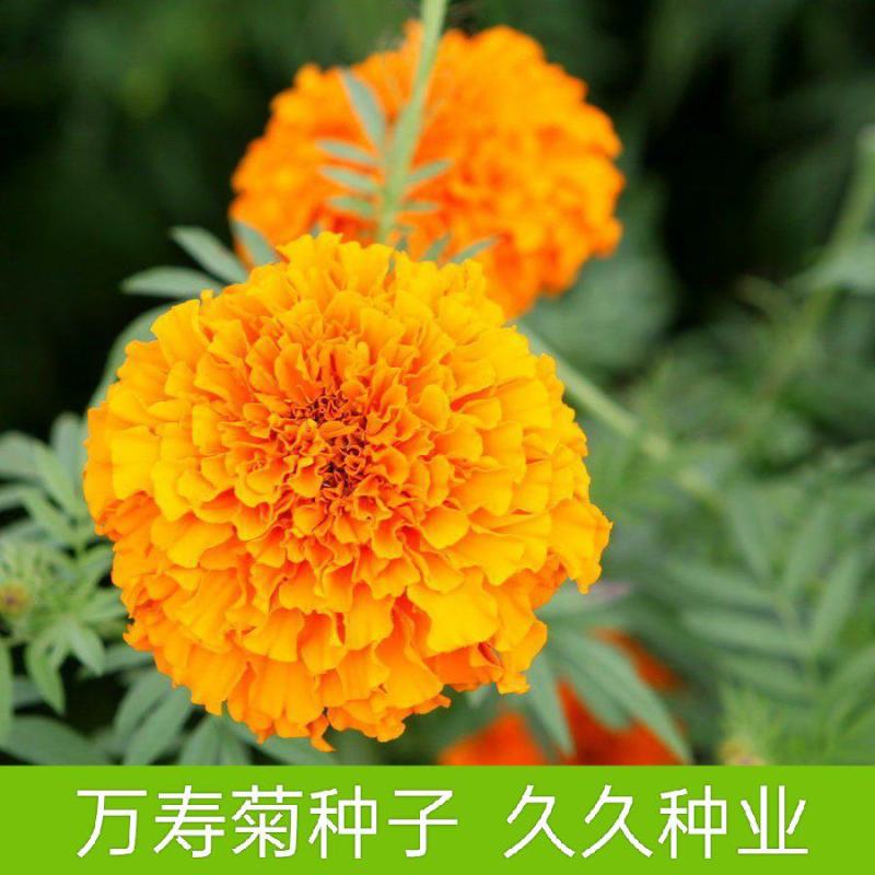 万寿菊种子草花万寿菊花种子四季播种园林景观工程绿化花籽