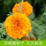 万寿菊种子草花万寿菊花种子四季播种园林景观工程绿化花籽