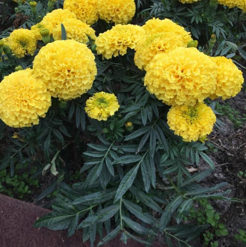 万寿菊种子草花万寿菊花种子四季播种园林景观工程绿化花籽