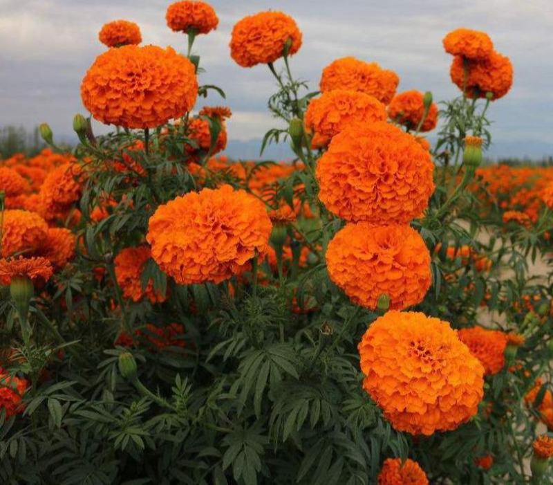 万寿菊种子草花万寿菊花种子四季播种园林景观工程绿化花籽