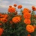 万寿菊种子草花万寿菊花种子四季播种园林景观工程绿化花籽
