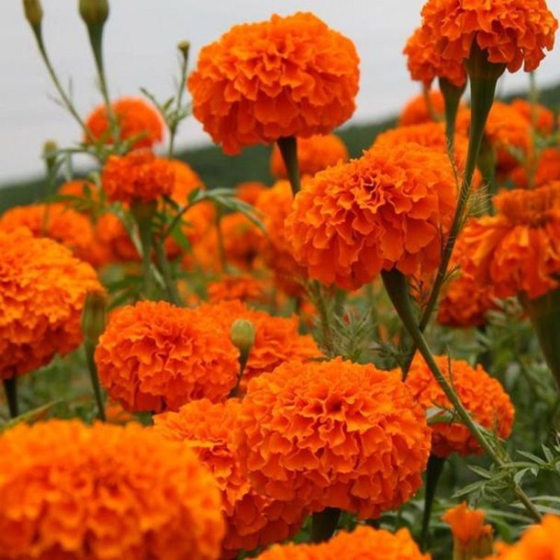 万寿菊种子草花万寿菊花种子四季播种园林景观工程绿化花籽