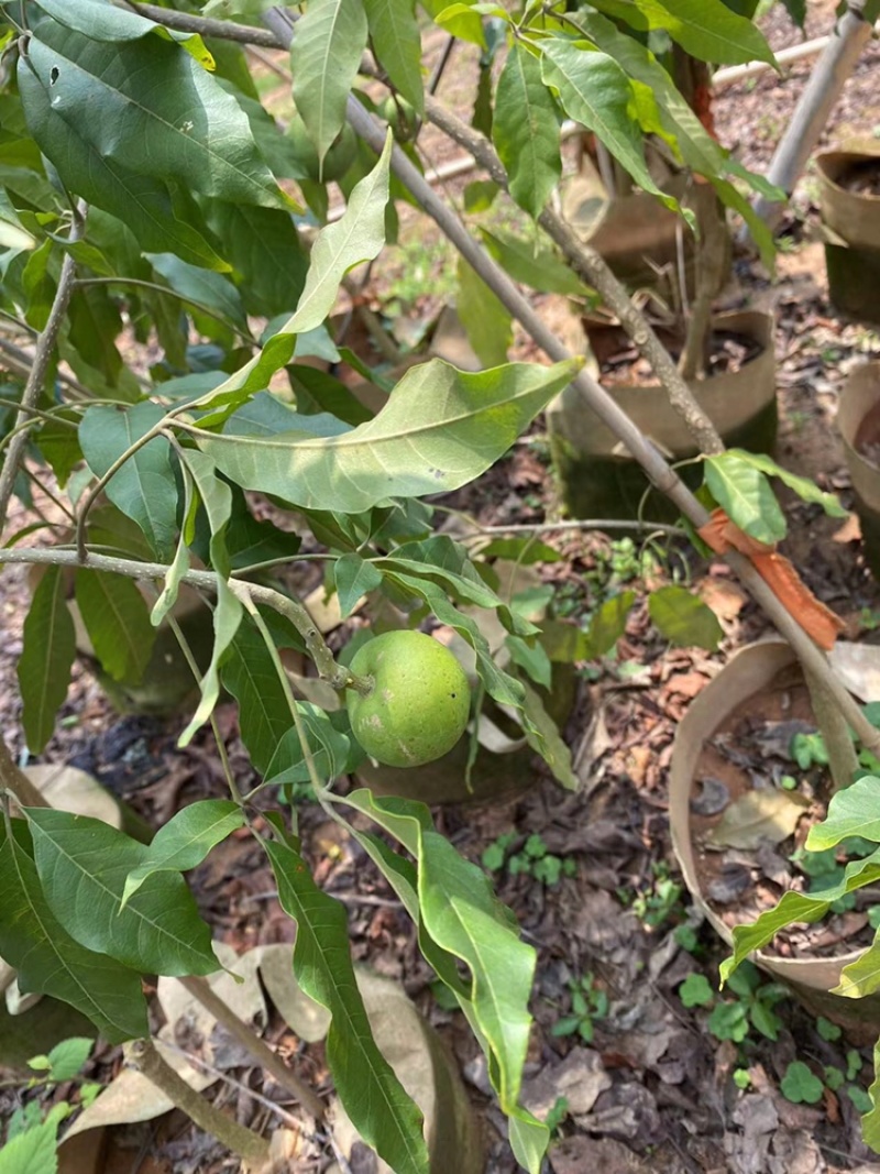 w4冰淇淋果，白柿嫁接苗