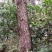松木林6000亩30年树、27租期使用权可以种植桉树