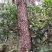 松木林6000亩30年树、27租期使用权可以种植桉树