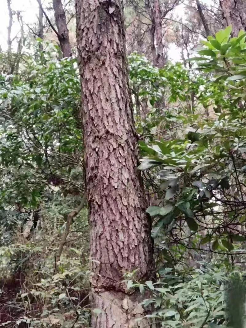 松木林6000亩30年树、27租期使用权可以种植桉树