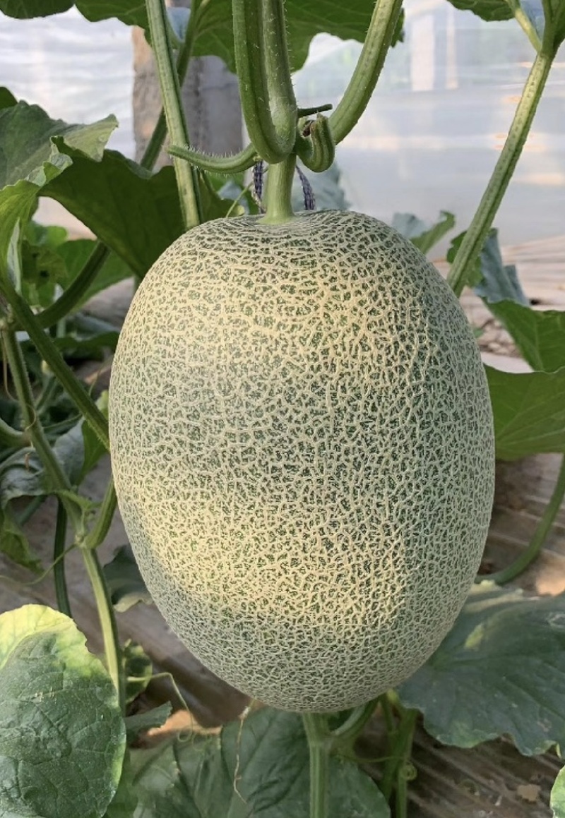 【推荐】哈密瓜、小蜜25、小蜜瓜对接各大电商平台各大市场
