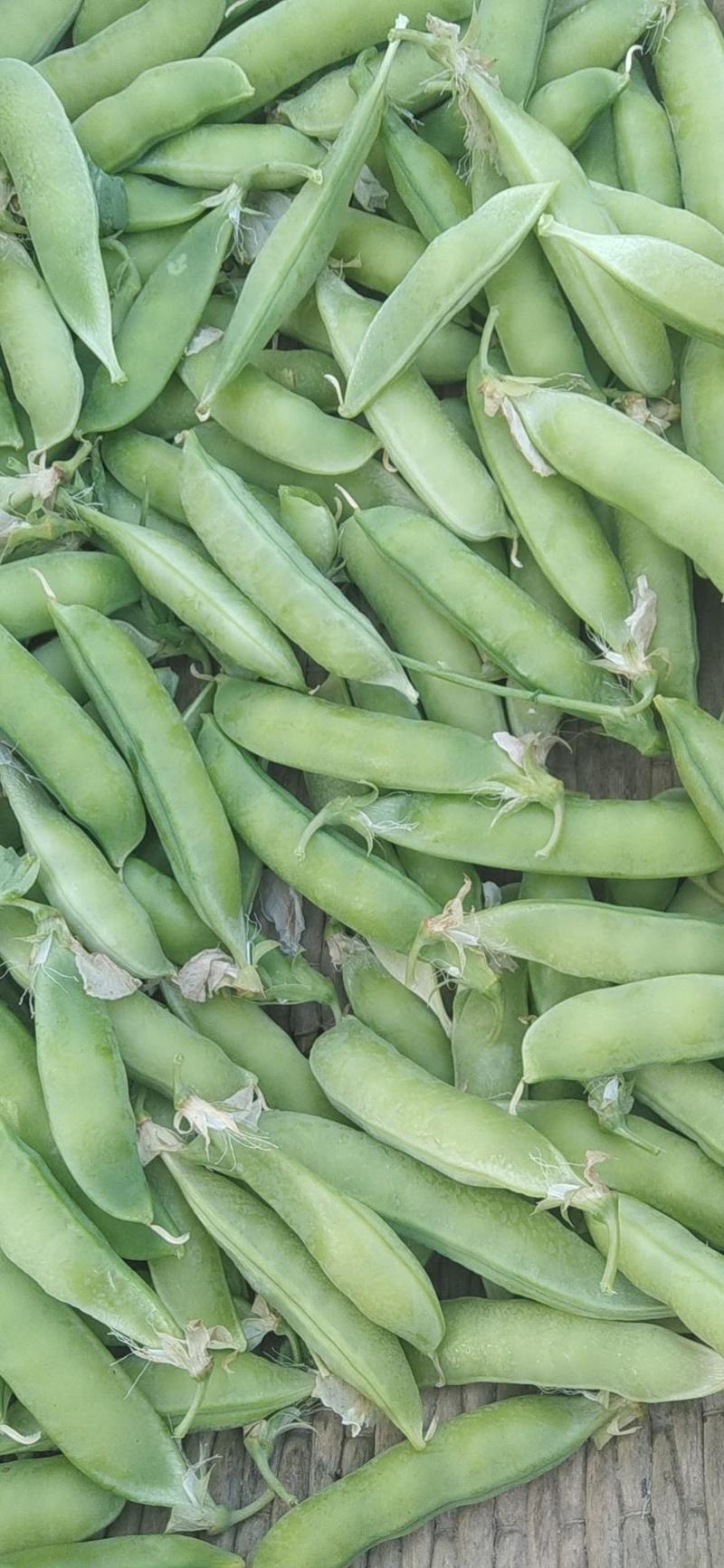 河南豌豆荚大量上市品质保证一手货源量大从优