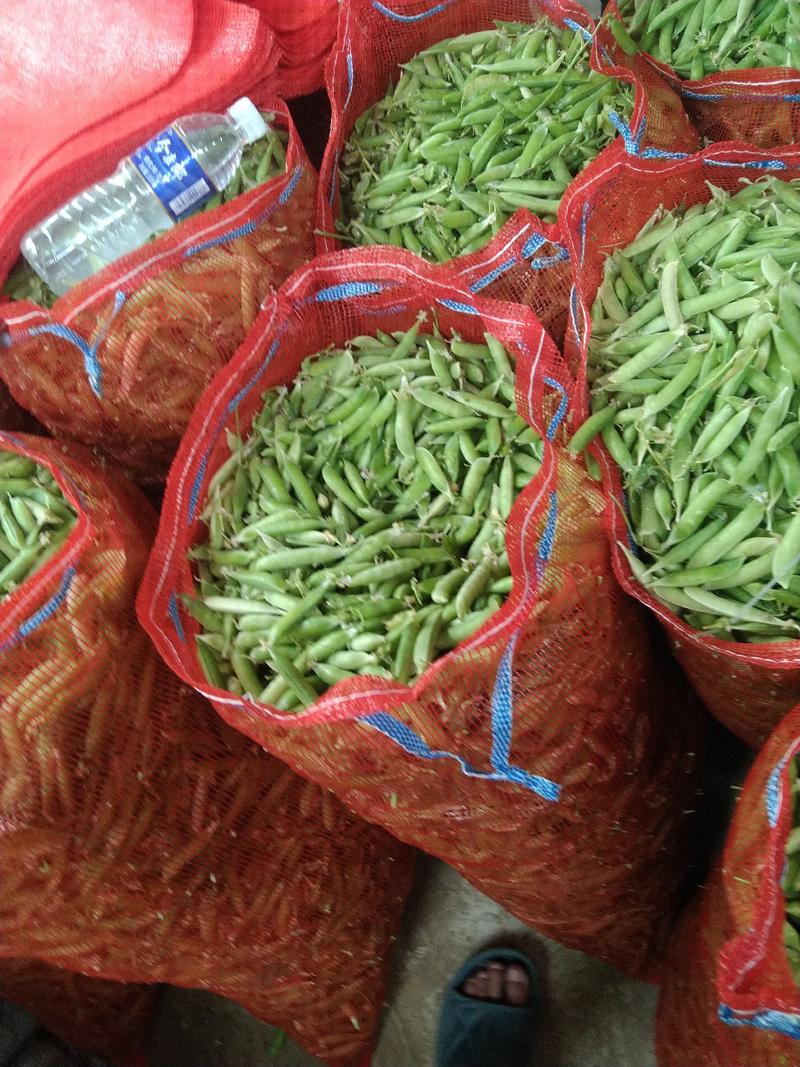 河南豌豆荚大量上市品质保证一手货源量大从优