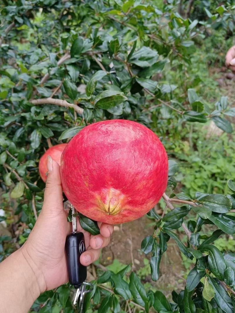 攀枝花突尼斯软籽石榴