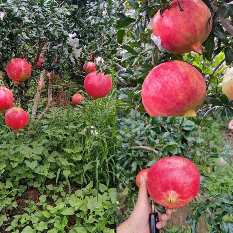 攀枝花突尼斯软籽石榴
