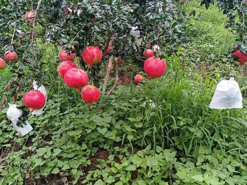 攀枝花突尼斯软籽石榴