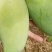攀枝花攀研二号