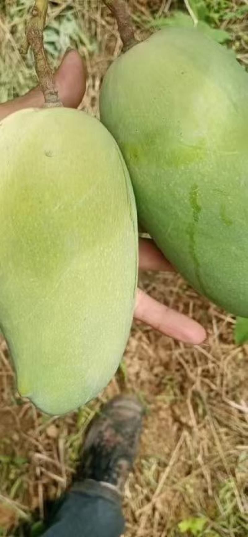 攀枝花攀研二号