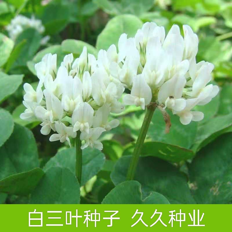 白三叶草种子多年生进口草籽草坪种子易种活绿化果园绿肥牧草