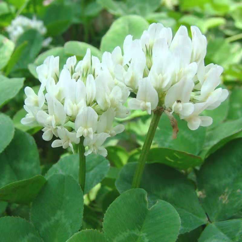 白三叶草种子多年生进口草籽草坪种子易种活绿化果园绿肥牧草