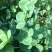 白三叶草种子多年生进口草籽草坪种子易种活绿化果园绿肥牧草
