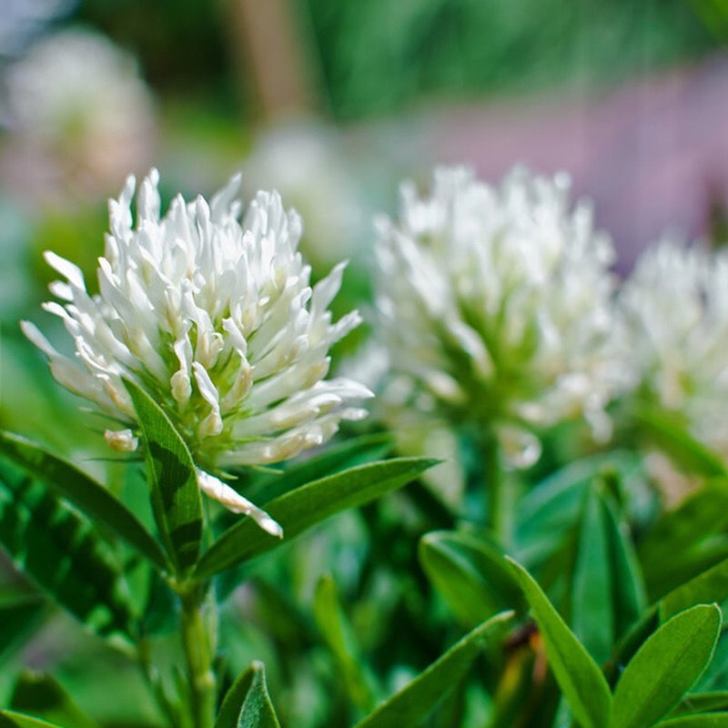 白三叶草种子多年生进口草籽草坪种子易种活绿化果园绿肥牧草