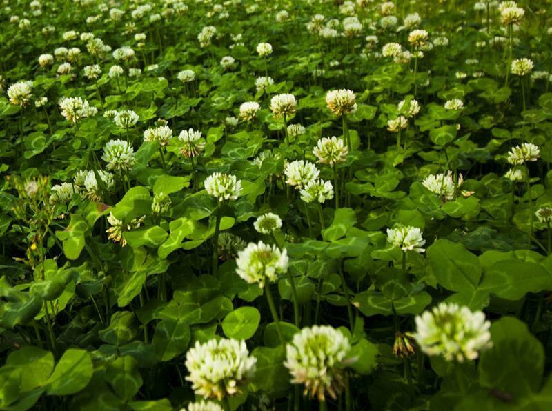 白三叶草种子多年生进口草籽草坪种子易种活绿化果园绿肥牧草