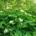 白三叶草种子多年生进口草籽草坪种子易种活绿化果园绿肥牧草