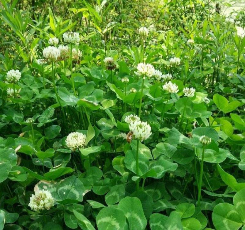 白三叶草种子多年生进口草籽草坪种子易种活绿化果园绿肥牧草